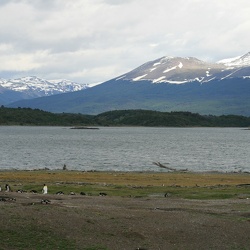 Argentine