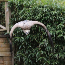 Zoo de La Flèche